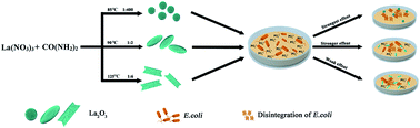 Graphical abstract: Facile shape-controlled synthesis of lanthanum oxide with different hierarchical micro/nanostructures for antibacterial activity based on phosphate removal