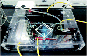 Graphical abstract: A microfluidic model of the blood–brain barrier to study permeabilization by pulsed electric fields