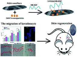 Graphical abstract: Potentiation effect of HB-EGF on facilitating wound healing via 2-N,6-O-sulfated chitosan nanoparticles modified PLGA scaffold