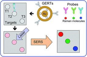 Graphical abstract: Quantitative and multiplex dot-immunoassay using gap-enhanced Raman tags