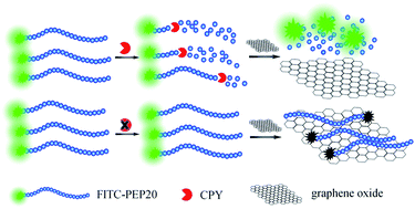 Graphical abstract: A new two-mode fluorescence signal amplification strategy for protease activity assay based on graphene oxide