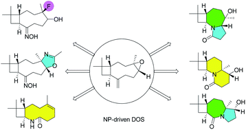 Graphical abstract: Exploring sesquiterpene alkaloid-like scaffolds via Beckmann-transannular remodelling of beta-caryophyllene