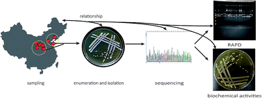 Graphical abstract: Identification and characterization of epiphytic yeasts on apples in China