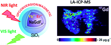 Graphical abstract: Biodistribution of upconversion/magnetic silica-coated NaGdF4:Yb3+/Er3+ nanoparticles in mouse models