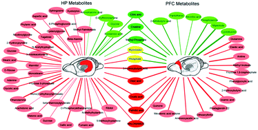 Graphical abstract: Brain region-specific metabolite networks regulate antidepressant effects of venlafaxine