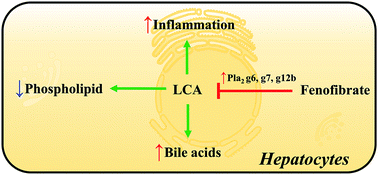 Graphical abstract: Retracted Article: Metabolomics reveals that PPARα activation protects against lithocholic acid-induced liver injury