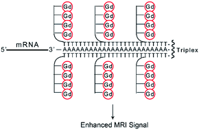 Graphical abstract: Synthesis of a poly(Gd(iii)-DOTA)–PNA conjugate as a potential MRI contrast agent via post-synthetic click chemistry functionalization