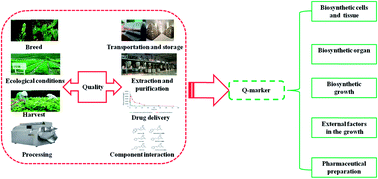 Graphical abstract: Recent advances and effective strategies in the discovery and applications of natural products