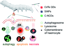 Graphical abstract: Different toxicity of cadmium telluride, silicon, and carbon nanomaterials against hemocytes in silkworm, Bombyx mori