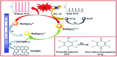 Graphical abstract: Determination of pentachlorophenol by anodic electrochemiluminescence of Ru(bpy)32+ based on nitrogen-doped graphene quantum dots as co-reactant