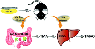 Graphical abstract: Fish oil affects the metabolic process of trimethylamine N-oxide precursor through trimethylamine production and flavin-containing monooxygenase activity in male C57BL/6 mice
