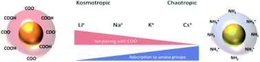 Graphical abstract: Ion specific effects on the immobilisation of charged gold nanoparticles on metal surfaces