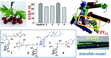 Graphical abstract: Natural terpenoid glycosides with in vitro/vivo antithrombotic profiles from the leaves of Crataegus pinnatifida