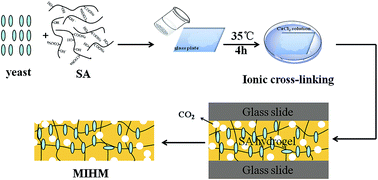 Graphical abstract: Yeast fermentation inspired Ca-alginate hydrogel membrane: lower transparency, hierarchical pore structure and higher hydrophobicity