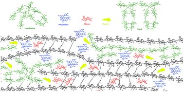 Graphical abstract: Incorporated α-amylase and starch in an edible chitosan–procyanidin complex film increased the release amount of procyanidins