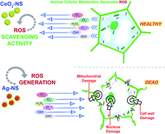 Graphical abstract: Green-synthesised cerium oxide nanostructures (CeO2-NS) show excellent biocompatibility for phyto-cultures as compared to silver nanostructures (Ag-NS)