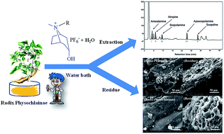 Graphical abstract: Hexafluorophosphate salts with tropine-type cations in the extraction of alkaloids with the same nucleus from radix physochlainae