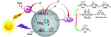 Graphical abstract: Enhanced photocatalytic activity of a B12-based catalyst co-photosensitized by TiO2 and Ru(ii) towards dechlorination