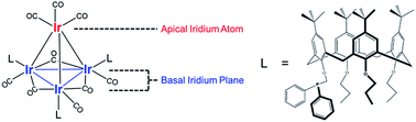 Graphical abstract: Dialing in single-site reactivity of a supported calixarene-protected tetrairidium cluster catalyst