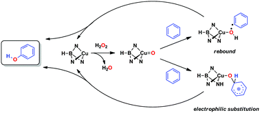Graphical abstract: A competing, dual mechanism for catalytic direct benzene hydroxylation from combined experimental-DFT studies