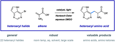 Graphical abstract: A practical and scalable system for heteroaryl amino acid synthesis