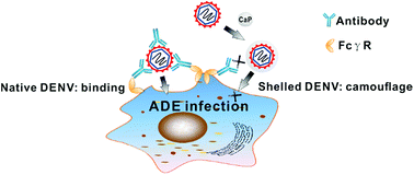 Graphical abstract: Biomimetic inorganic camouflage circumvents antibody-dependent enhancement of infection