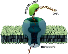 Graphical abstract: DNA-binding miniproteins based on zinc fingers. Assessment of the interaction using nanopores