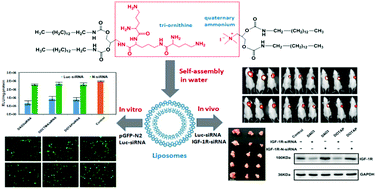 Graphical abstract: Replacement of quaternary ammonium headgroups by tri-ornithine in cationic lipids for the improvement of gene delivery in vitro and in vivo