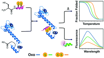 Graphical abstract: Dithioamide substitutions in proteins: effects on thermostability, peptide binding, and fluorescence quenching in calmodulin
