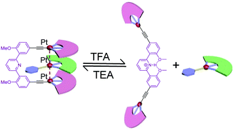 Graphical abstract: Modulating Pt⋯Pt metal–metal interactions through conformationally switchable molecular tweezer/guest complexation