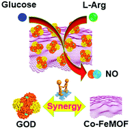 Graphical abstract: Enzyme-immobilized metal–organic framework nanosheets as tandem catalysts for the generation of nitric oxide