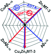 Graphical abstract: Cu transfer from amyloid-β4–16 to metallothionein-3: the role of the neurotransmitter glutamate and metallothionein-3 Zn(ii)-load states