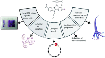 Graphical abstract: A new C,N-cyclometalated osmium(ii) arene anticancer scaffold with a handle for functionalization and antioxidative properties
