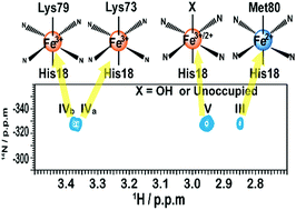 Graphical abstract: Monitoring alkaline transitions of yeast iso-1 cytochrome c at natural isotopic abundance using trimethyllysine as a native NMR probe