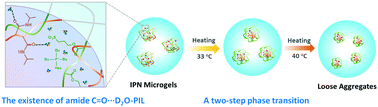 Graphical abstract: The role of unique spatial structure in the volume phase transition behavior of poly(N-isopropylacrylamide)-based interpenetrating polymer network microgels including a thermosensitive poly(ionic liquid)