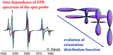 Graphical abstract: Magnetic field effects in nematic and smectic liquid crystals probed by time resolved observation of orientation relaxation of the spin probe
