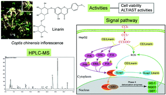 Graphical abstract: Protective effects of Coptis chinensis inflorescence extract and linarin against carbon tetrachloride-induced damage in HepG2 cells through the MAPK/Keap1-Nrf2 pathway