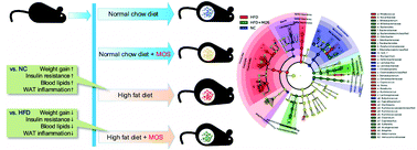 Graphical abstract: Mannan-oligosaccharide modulates the obesity and gut microbiota in high-fat diet-fed mice