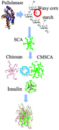 Graphical abstract: Fabrication and characterization of complex nanoparticles based on carboxymethyl short chain amylose and chitosan by ionic gelation