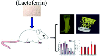 Graphical abstract: Lactoferrin preserves bone homeostasis by regulating the RANKL/RANK/OPG pathway of osteoimmunology