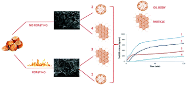 Graphical abstract: In vitro lipid digestion in raw and roasted hazelnut particles and oil bodies