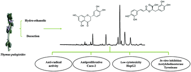 Graphical abstract: Thymus pulegioides L. as a rich source of antioxidant, anti-proliferative and neuroprotective phenolic compounds