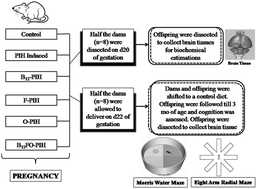 Graphical abstract: Increased intake of vitamin B12, folate, and omega-3 fatty acids to improve cognitive performance in offspring born to rats with induced hypertension during pregnancy