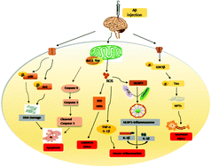 Graphical abstract: A comparative study of EPA-enriched ethanolamine plasmalogen and EPA-enriched phosphatidylethanolamine on Aβ42 induced cognitive deficiency in a rat model of Alzheimer's disease
