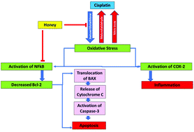 Graphical abstract: Honey protects against cisplatin-induced hepatic and renal toxicity through inhibition of NF-κB-mediated COX-2 expression and the oxidative stress dependent BAX/Bcl-2/caspase-3 apoptotic pathway