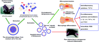 Graphical abstract: Manufacture and characterization of anti-inflammatory liposomes from jumbo flying squid (Dosidicus gigas) skin phospholipid extraction