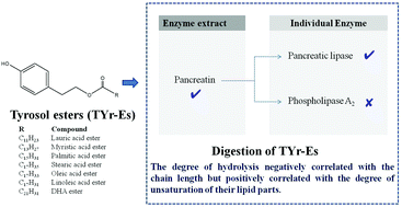 Graphical abstract: Evaluation of the stability of tyrosol esters during in vitro gastrointestinal digestion