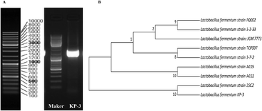 Graphical abstract: Protective effects of enhanced minor ginsenosides in Lactobacillus fermentum KP-3-fermented ginseng in mice fed a high fat diet