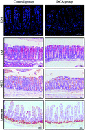 Graphical abstract: Deoxycholic acid disrupts the intestinal mucosal barrier and promotes intestinal tumorigenesis