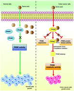 Graphical abstract: Tannic acid directly targets pyruvate kinase isoenzyme M2 to attenuate colon cancer cell proliferation